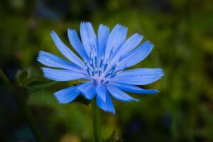 Chicory