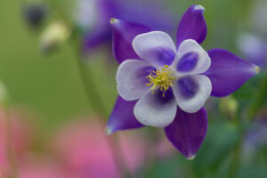 Columbine