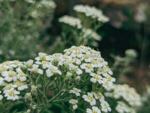 Common yarrow