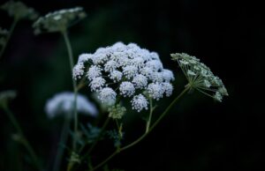 Cow parsley