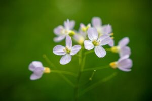 Cuckoo flower