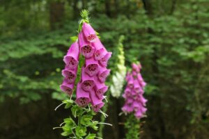 Foxglove