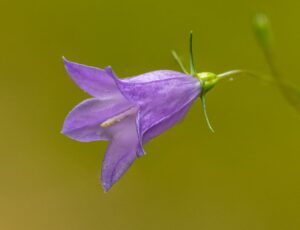 Harebell