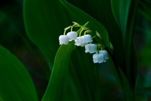 Lily of the valley