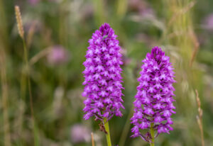 Pyramidal orchid