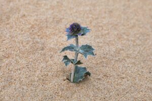 Sea holly