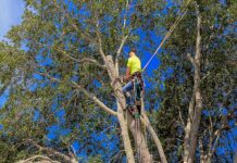 How to Know if a Tree Crown Reduction is Needed Tree Crown