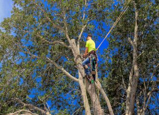 How to Know if a Tree Crown Reduction is Needed Tree Crown