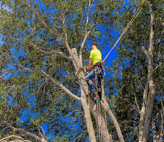 How to Know if a Tree Crown Reduction is Needed Tree Crown