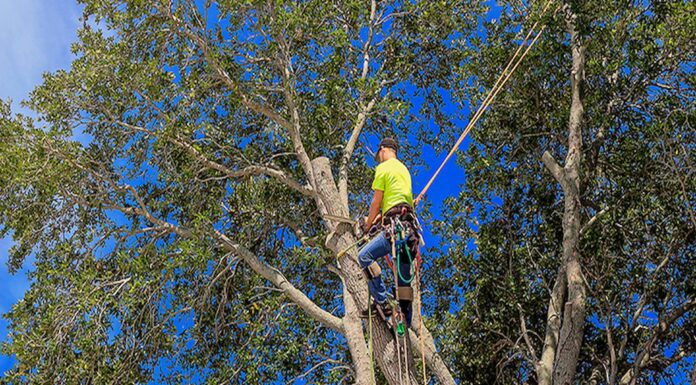 How to Know if a Tree Crown Reduction is Needed Tree Crown