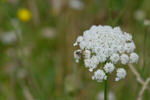 Wild carrot