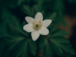 Wood anemone