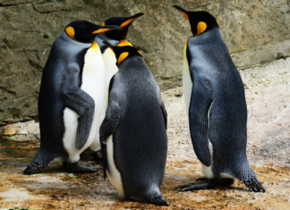 A Wild Day Out At One Of The 14 Best Animal Parks And Zoos In Kent And East Sussex. Zoos In Kent