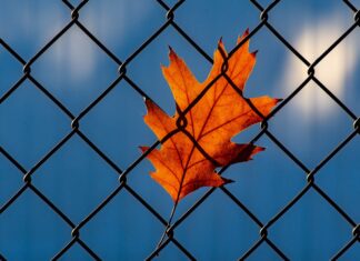 Glonky Guy Murder Find Out All You Requirement Here! glonky guy murder